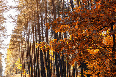 开云体育登录-IG绝杀BDS，塔图姆打破历史纪录宿敌对决成都决赛之夜，技惊四座