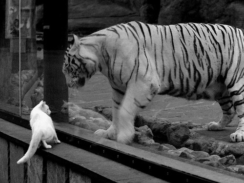 福克斯封神之战!猛龙团队篮球教活塞做人,NBA新势力正在崛起